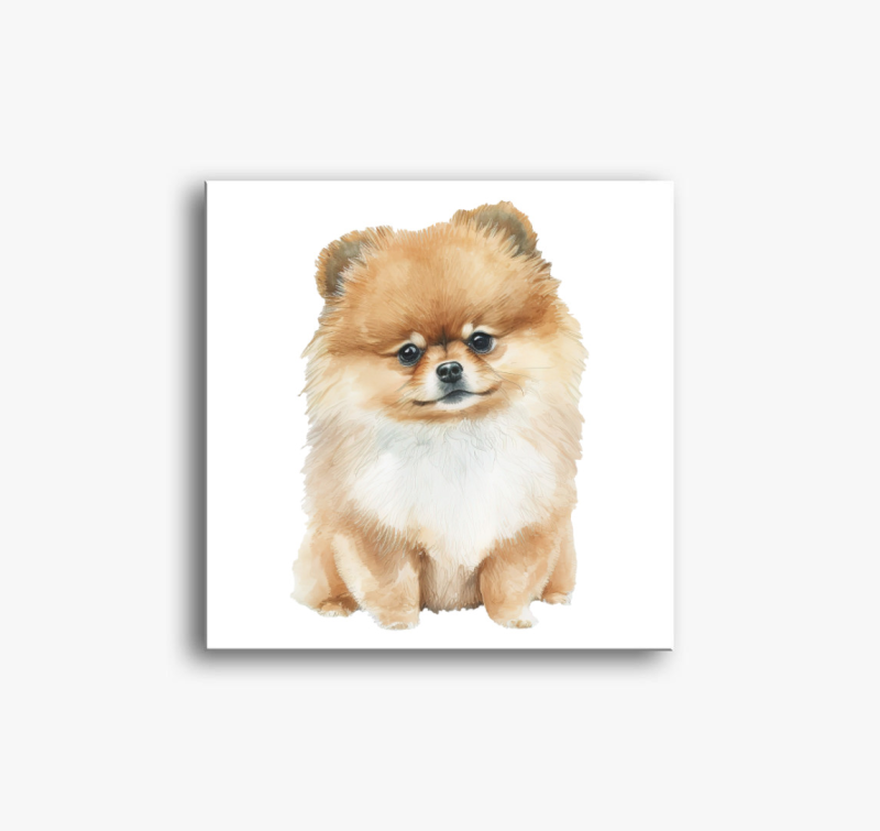 Pomerániai Spicc vászonkép